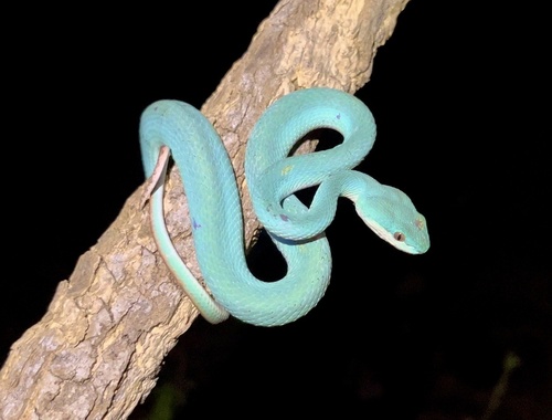 White-lipped Island Pitviper — seen at this dive site