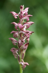 Anacamptis coriophora fragrans