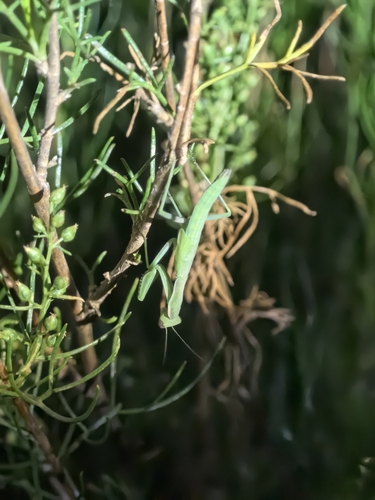 Dot-Winged Mantis