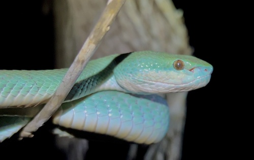 White-lipped Island Pitviper — seen at this dive site