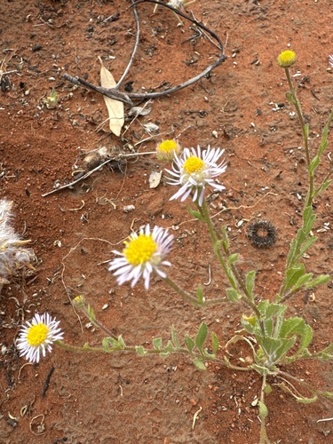 Calotis porphyroglossa, 2024-08-02