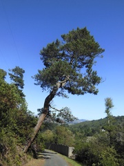 Pinus muricata