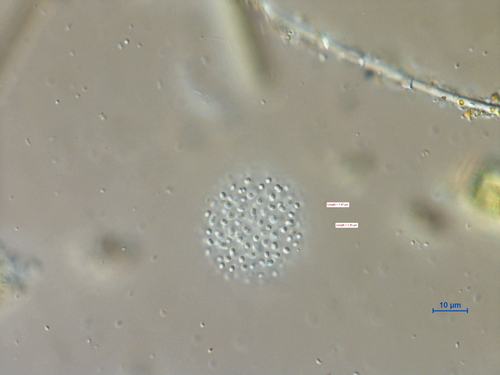 Polycystis, 2020-08-19