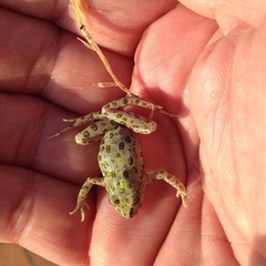 Pelodytes atlanticus