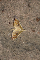 Agathodes monstralis