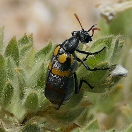 Hycleus bifucatus