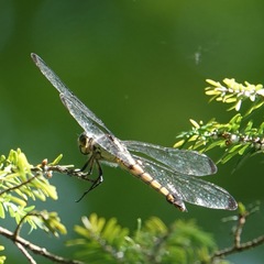 Libellula vibrans