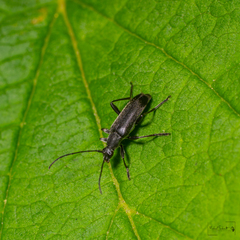 Grammoptera