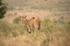 Tragelaphus oryx pattersonianus