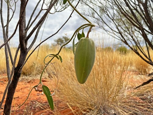 bush banana