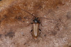 Phymatodes testaceus