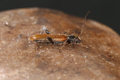 Phymatodes testaceus