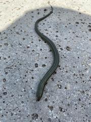 Chalcides chalcides