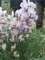 Oxytropis lambertii