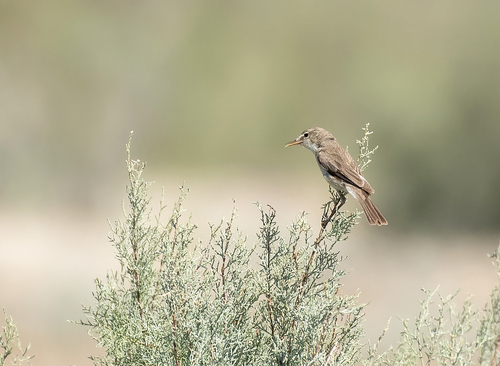 Upcher's Warbler (Hippolais languida), photo 5