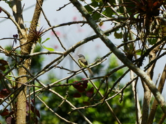 Phyllomyias griseiceps