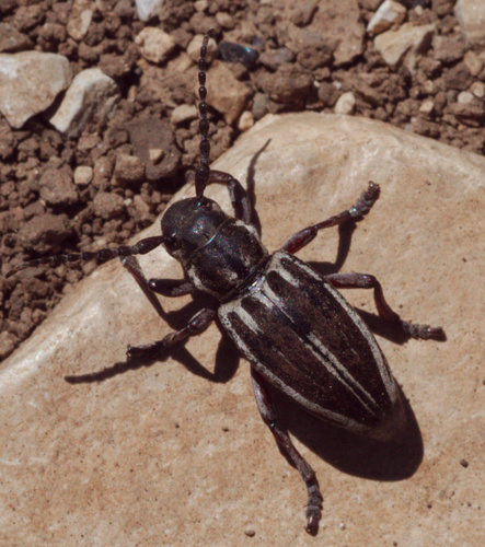 Iberodorcadion molitor