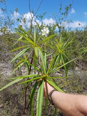 Plumeria alba