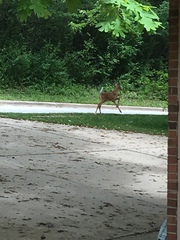 Odocoileus virginianus