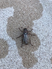 Anoxia australis