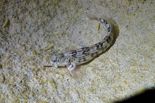 Steindachners rotsspringer (Istiblennius steindachneri) — Blenniidae