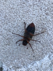 Anoxia australis
