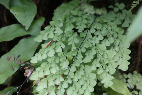 Image of Himalayan Maidenhair Fern (Adiantum venustum) by (c) Jiao Sun (孙娇), some rights reserved (CC BY)
