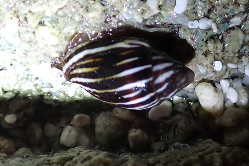 Strigatella paupercula observed 2024-07-30