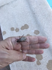 Anoxia australis