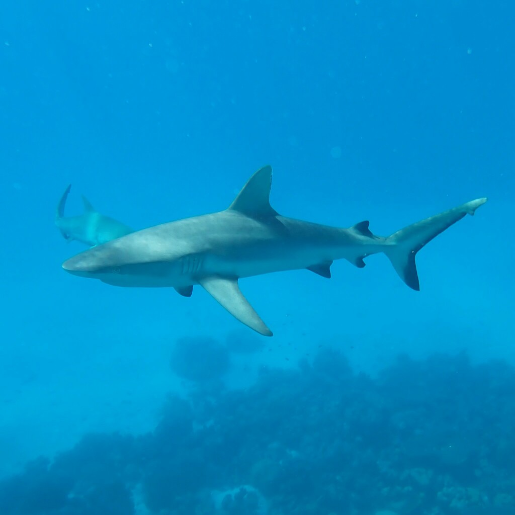 Grey reef shark swimming in blue water above reef