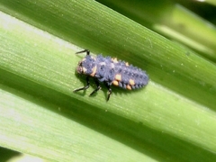 Coccinella septempunctata
