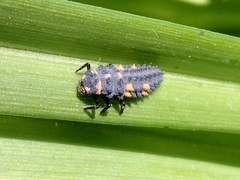 Coccinella septempunctata