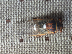 Diceroprocta cinctifera