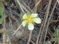 Potentilla subviscosa