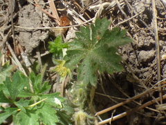 Potentilla subviscosa
