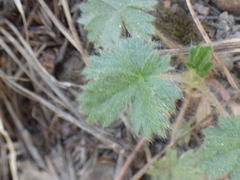 Potentilla subviscosa