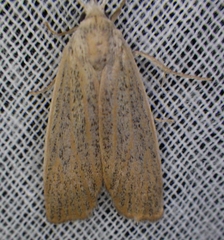 Palpidia pallidior