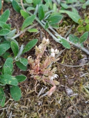 Sedum hispanicum