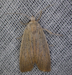 Palpidia pallidior
