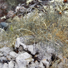 Alectoria ochroleuca