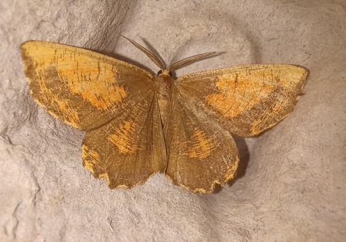 Angerona prunaria