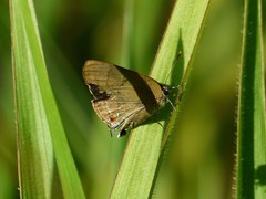 Allosmaitia strophius