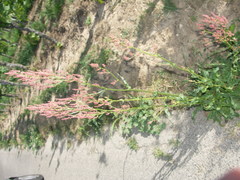 Rumex thyrsiflorus