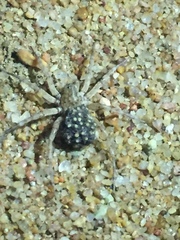 Lycosidae