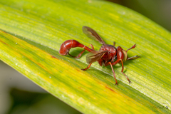 Physocephala burgessi