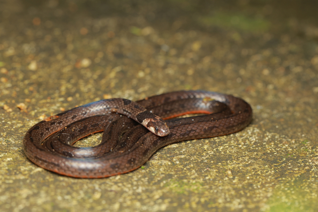 Beddome's Coral Snake