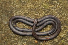 Beddome's Coral Snake photo 2