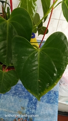 Anthurium andraeanum