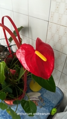 Anthurium andraeanum