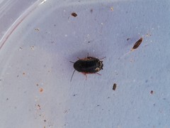 Loboptera canariensis